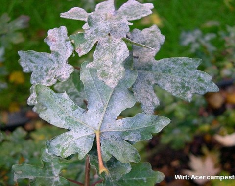 Sawadea_ bicornis Sawadea bicornis (Wallroth 1819 : Fries 1829) Homma 1937 Wirt: Acer campestre - Feldahorn Bildautor: Detlef Emgenbroich Fundort: Gifhorn ( Ahornstraße ) am...